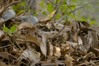 King Cobra Nest Nepal