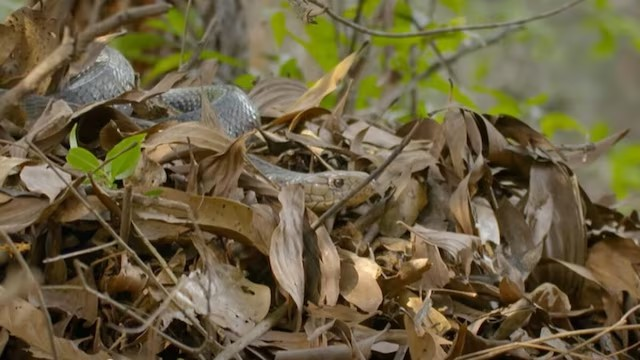 King Cobra Nest Nepal