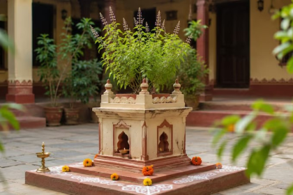 Tulsi Plant