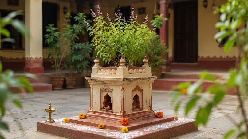 Tulsi Plant