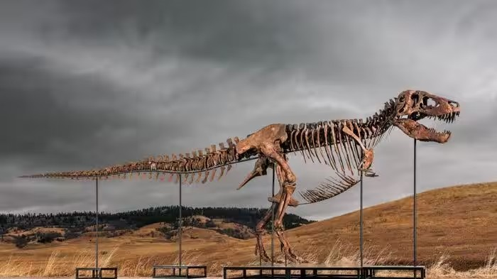 Dinosaur Extinction Research