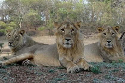 Gir Forest Illegal Resorts