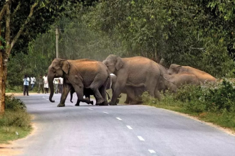 Elephant Corridor India