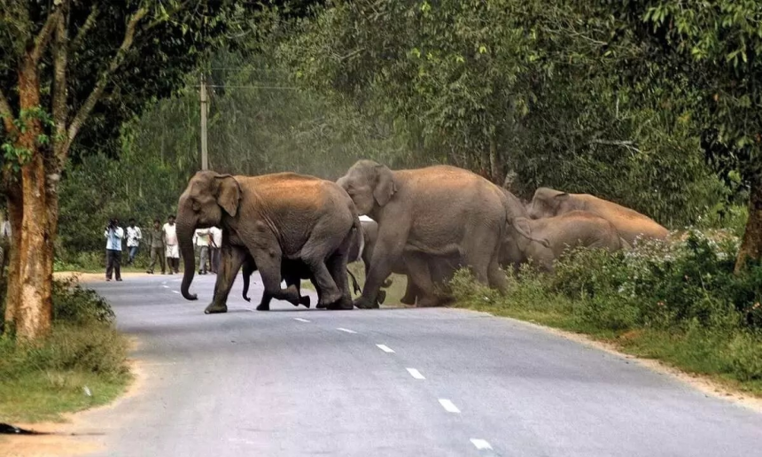 Elephant Corridor India: ભારતમાં ક્યાં કેટલા હાથી છે, તેમને લાંબા કોરિડોરની જરૂર કેમ છે, જેના પર સુપ્રીમ કોર્ટે કરવો પડ્યો હસ્તક્ષેપ? 1 Elephant Corridor India