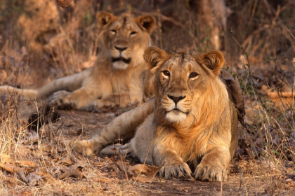 Gir Conservation