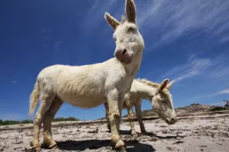 Asinara Donkey Mutation