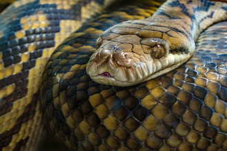 Snake Eyes Mystery