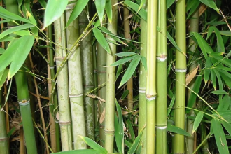 Bamboo Benefits