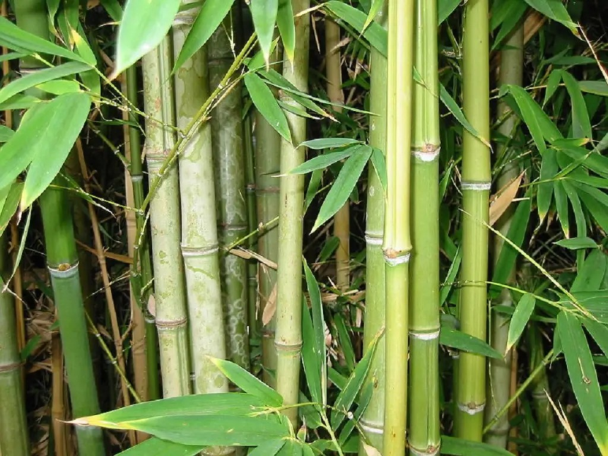 Bamboo Benefits