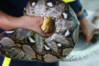Indian Rock Python