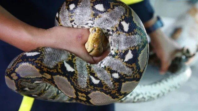 Indian Rock Python: છત્તીસગઢ અને ઓડિશામાં મળ્યા વિશાળ અજગર, જાણો ઇન્ડિયન રૉક પાઇથન કેટલો ખતરનાક 1 Indian Rock Python