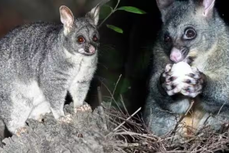 New Zealand Possum