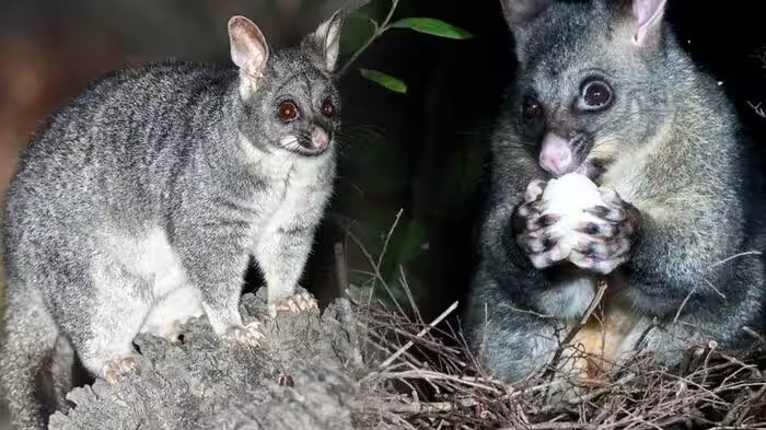 New Zealand Possum: નફાની આશામાં ઓસ્ટ્રેલિયાથી ન્યૂઝીલેન્ડ લાવવામાં આવેલા પૉસમ બન્યા પર્યાવરણ માટે મોટો ખતરો 1 New Zealand Possum
