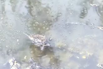 Industrial Wastewater Pollution