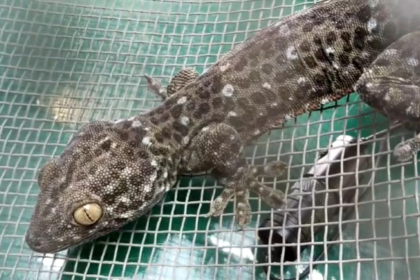 Toke Gecko Smuggling
