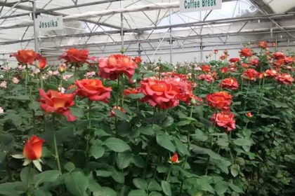 Polyhouse Rose Flower Farming