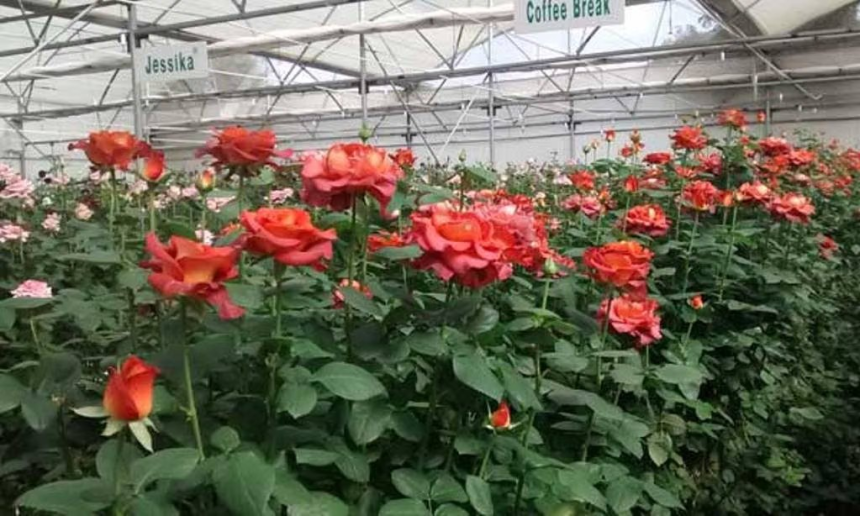 Polyhouse Rose Flower Farming