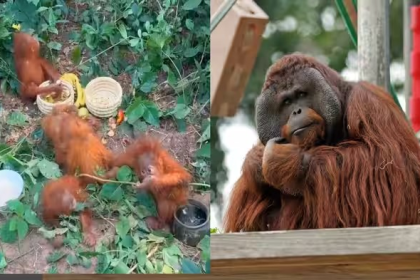 Orangutan in India