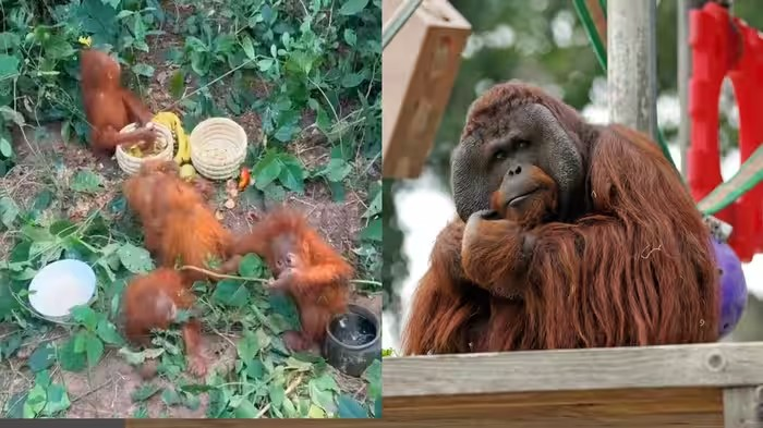Orangutan in India