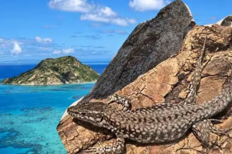Lizard Evolution