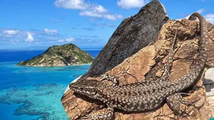 Lizard Evolution: 10 છિપકલીઓને 1971માં ટાપુ પર છોડી, 36 વર્ષ બાદ વૈજ્ઞાનિકોએ જોયું ચોંકાવનારું પરિવર્તન 1 Lizard Evolution