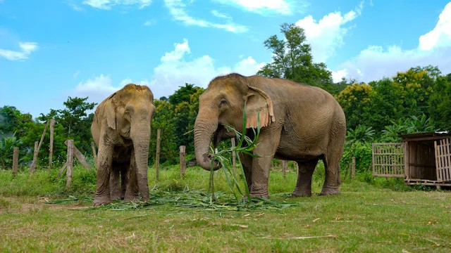 VANTARA: Wildlife સુરક્ષા કે એક મોટો POLICY QUESTION? 1 VANTARA