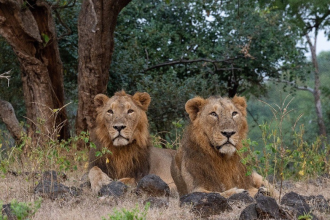 Gujarat Asiatic Lion Deaths