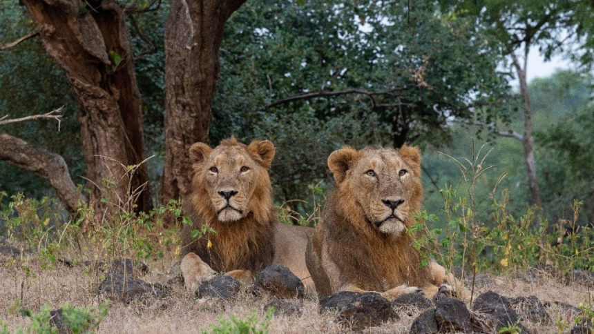 Gujarat Asiatic Lion Deaths: ગુજરાતમાં એક વર્ષમાં 62 એશિયાઈ સિંહોના મોત, વિધાનસભામાં સામે આવ્યા ચોંકાવનારા આંકડા 1 Gujarat Asiatic Lion Deaths