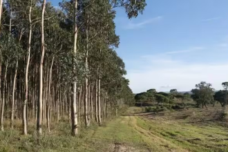 Eucalyptus Impact