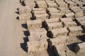 Desert Sand Bricks