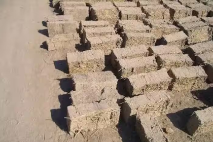Desert Sand Bricks
