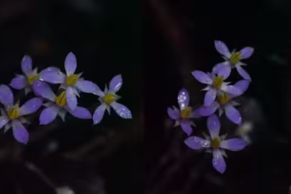 Exacum Loheri Flower