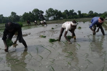 India Rice Production Decline