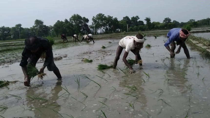India Rice Production Decline: ચોખાના ઉત્પાદનમાં 20 વર્ષનો સૌથી મોટો ઘટાડો, ઓછા વરસાદથી 1 કરોડ ટન ઉત્પાદન ઘટવાની આશંકા 1 India Rice Production Decline
