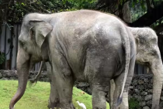 Elephant Behavior Research