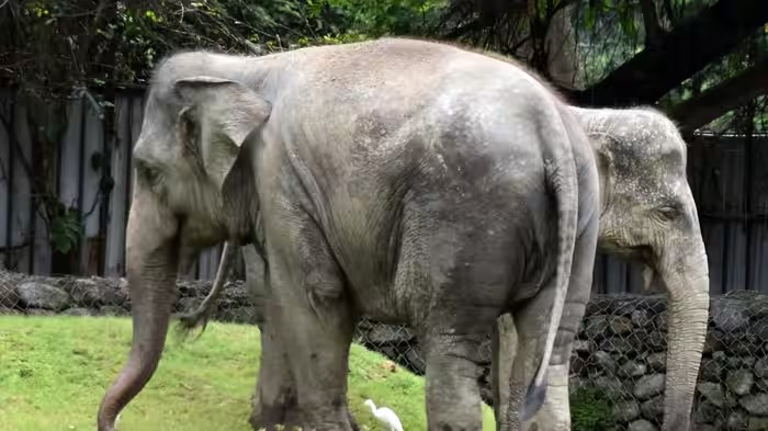 Elephant Behavior Research: હાથીઓ મૃત સાથીને વર્ષો સુધી યાદ રાખે છે? નવા અભ્યાસમાં મળ્યા ચોંકાવનારા પુરાવા 1 Elephant Behavior Research