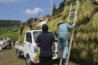 Japan Rice Waste Ethanol