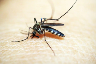 Dengue Symptoms