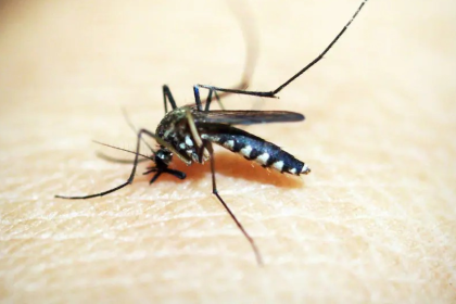 Dengue Symptoms