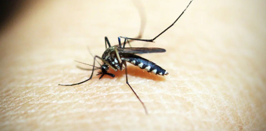 Dengue Symptoms: ડેન્ગ્યુમાં તાવ ઘટ્યા પછી પણ રહો સાવધાન, આ ગંભીર લક્ષણોને ન કરો નજરઅંદાજ 1 Dengue Symptoms