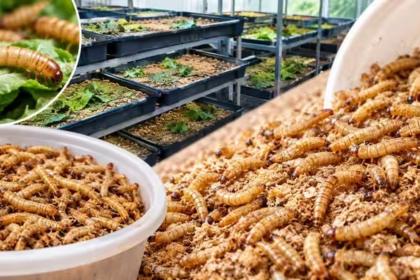 Insect Farming
