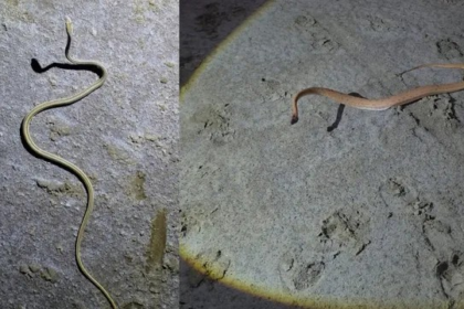 Rare Snakes in Kutch