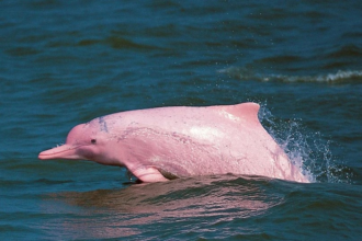 Pink Dolphin Oman
