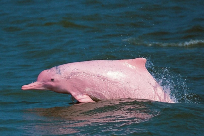 Pink Dolphin Oman
