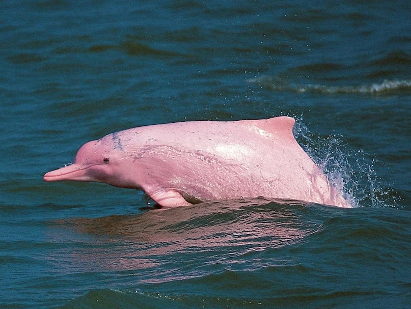 Pink Dolphin Oman: ઓમાનના દરિયાકિનારે જોવા મળી દુર્લભ ગુલાબી ડૉલ્ફિન, જાણો તેના રંગ પાછળનું વિજ્ઞાન 1 Pink Dolphin Oman