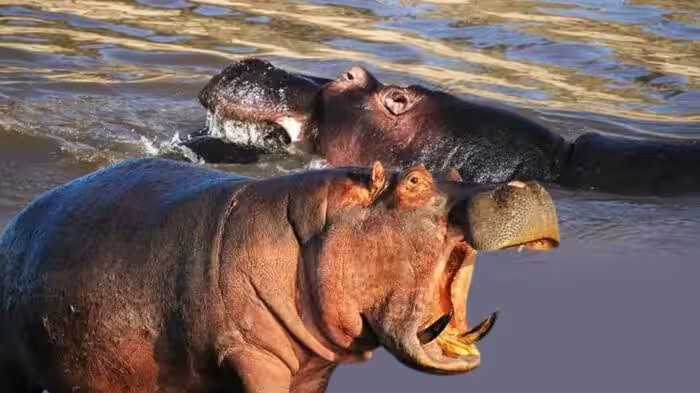 Hippo Silicon Research