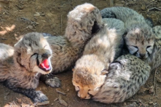 Kuno Cheetah Death 2026