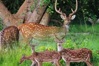Hawaii Axis Deer Population