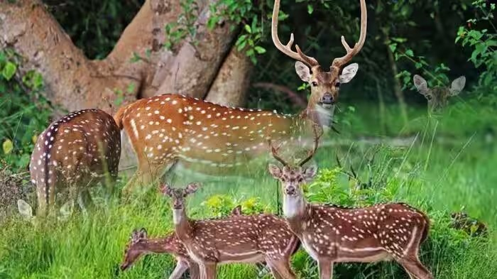 Hawaii Axis Deer Population: હવાઈમાં ચીતલની વધતી સંખ્યા બની સ્થાનિક પાકો માટે મુશ્કેલી, 158 વર્ષ જૂની ભેટથી પર્યાવરણ સામે જોખમ 1 Hawaii Axis Deer Population