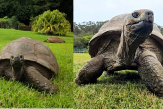Jonathan Tortoise Longevity
